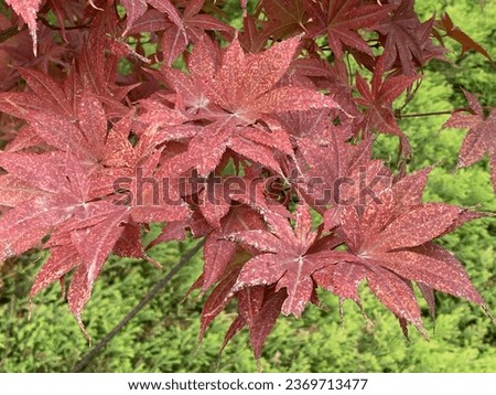 Picture of maple leaf with its beautiful color.