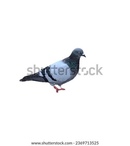 A picture of a pigeon .