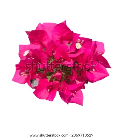 A picture of pink Bougainvillea flower in white.