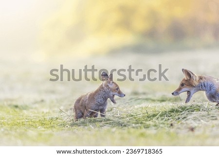 Cheerful picture of a pair of two red foxes discussing together in field in the sunlight.   Horizontally. 
