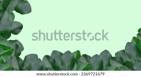 frame made of green leaves