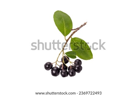 Aronia melanocarpa, black chokeberry isolated on white background Royalty-Free Stock Photo #2369722493