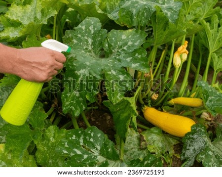 Treating powdery mildew on a zucchini plant. Using no pesticide, made with water, green soap and vinegar.