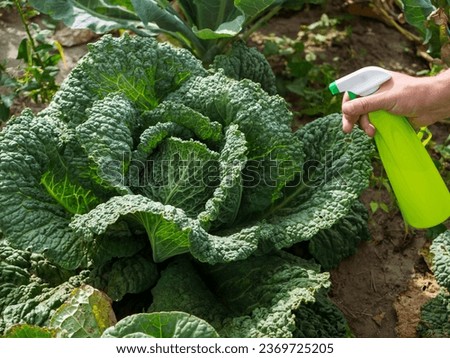 Pesticide treatment, pest control, insect killing on cabbage leaves, spraying poison from a spray bottle. Royalty-Free Stock Photo #2369725205