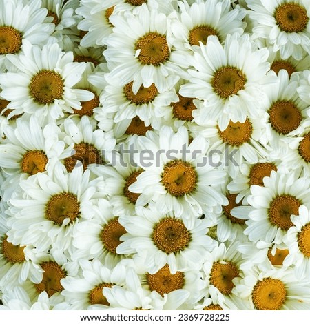 Wild white daisy flowers background, white chamomiles, common daisy, dog daisy, daisies, oxeye daisy, Leucanthemum vulgare