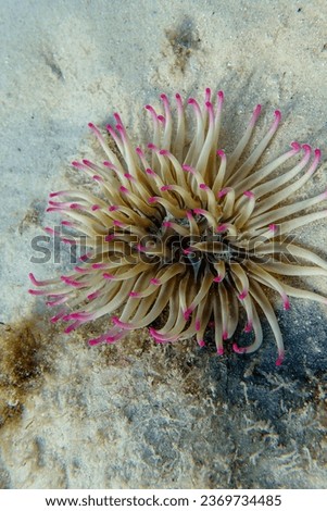 Golden anemone - (Condylactis aurantiaca), sea anemone in to the Mediterranean sea   