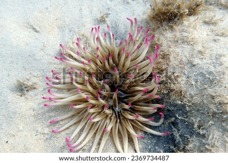 Golden anemone - (Condylactis aurantiaca), sea anemone in to the Mediterranean sea   