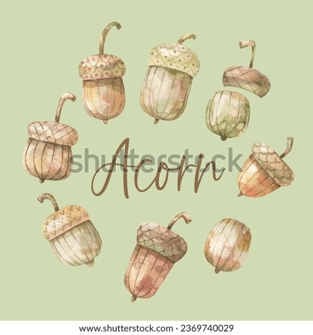 watercolor clipart with acorns. Oak leaves and acorns set.  Illustrated  clipart. Hand painted Illustrations in minimal style. Hello autumn concept