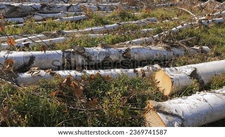 In the Ukrainian Carpathians, the aftermath of illegal tree felling is evident, with birch trunks strewn on the forest floor. This close-up image serves as a powerful backdrop for any design project Royalty-Free Stock Photo #2369741587