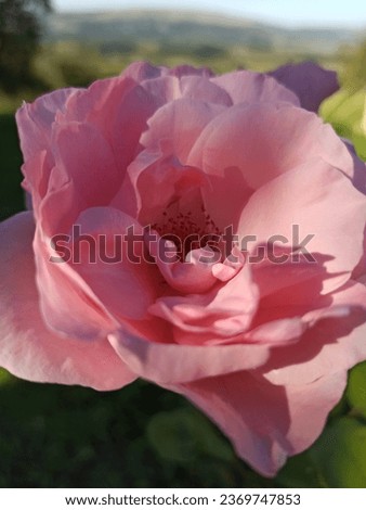 Pink rose picture up close. Gentle flower in nature. Closeup of a beautiful flower in the field.