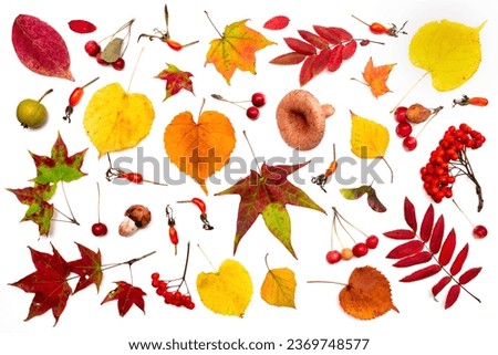 Autumn natural leaves isolated. Dry fall leaf herbarium colorful foliage. Realness of the nature imperfect rustic view. Autumn plant set. Maple, birch, mushrooms, berries. Fall collage design items.