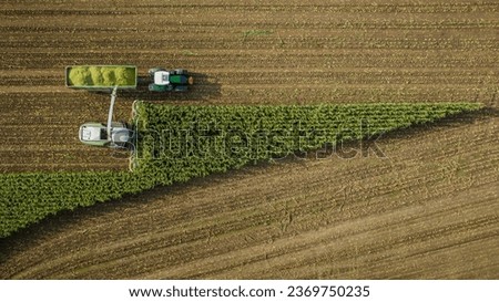 Forage harvester on maize cutting for silage in field. Harvesting biomass crop. Harvester tractor work on corn harvest season.