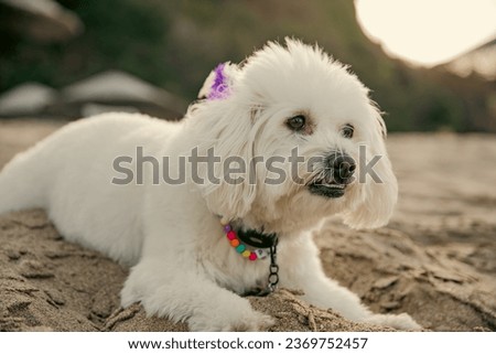 sweet maltese dog posing on the beach
28.09.2023 Şile İstanbul turkey