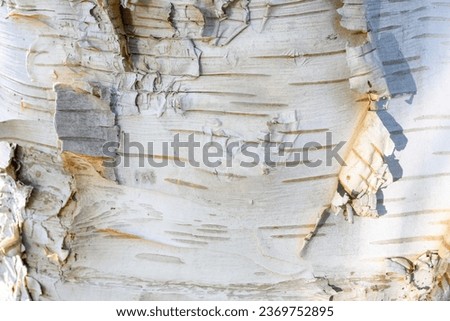 Closeup of pealing and textured birch bark as a white nature background
 Royalty-Free Stock Photo #2369752895