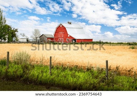 Rustic red barn with horse on farmyard overlooking crop land on the Canadian prairies in Rocky View County Alberta Canada.