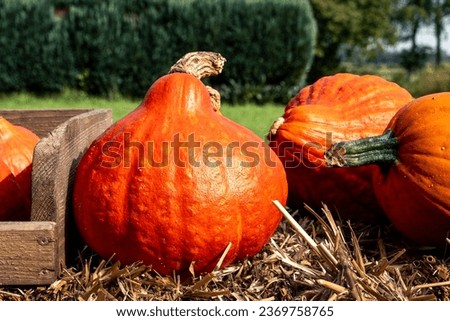 Juicy, ripe pumpkins picked from the garden and ready for Halloween. Fresh autumn harvest of pumpkins.