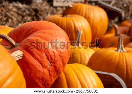Juicy, ripe pumpkins picked from the garden and ready for Halloween. Fresh autumn harvest of pumpkins.