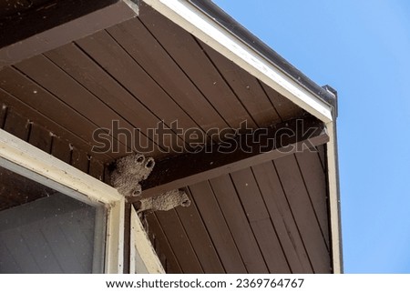 Bird nests found on the outside ceiling of a house Royalty-Free Stock Photo #2369764767