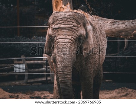 A elefant at the local zoo