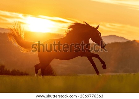 A berber arab horse in front of a stunning sunset landscape in late summer outdoors Royalty-Free Stock Photo #2369776563