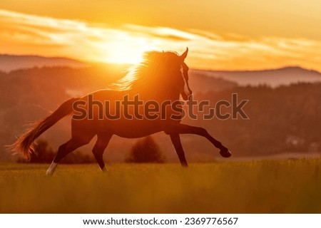 A berber arab horse in front of a stunning sunset landscape in late summer outdoors Royalty-Free Stock Photo #2369776567