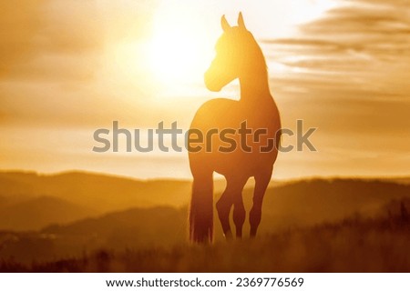 A berber arab horse in front of a stunning sunset landscape in late summer outdoors Royalty-Free Stock Photo #2369776569