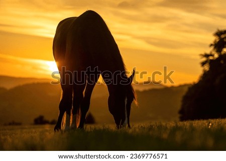 A berber arab horse in front of a stunning sunset landscape in late summer outdoors Royalty-Free Stock Photo #2369776571