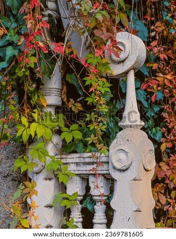 Old ornate decorative wooden fence railing with peeling, chipping paint and colorful autumn ivy growing over it.