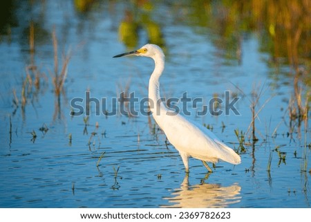 Florida birds. Great Egret. Florida wildlife. Salt water lake with white bird Great Egret. Exotic tropical Florida nature. Animals photographer. Royalty-Free Stock Photo #2369782623