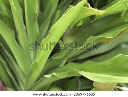 a close up of the leaf..