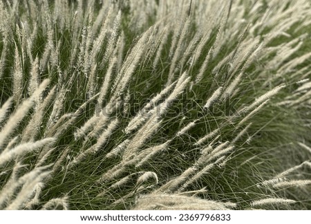 grass in a field of grass.