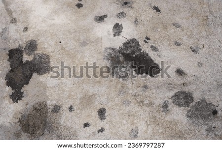 footprints of a dog in the concrete.