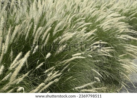 grass is a common sight in the area..