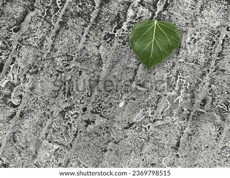 a leaf on a rock with a leaf on it..