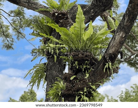 a plant growing on a tree.