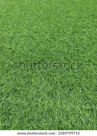 The background is clear synthetic green grass