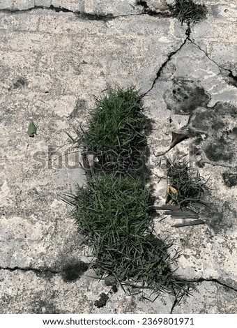 grass growing in the cracks of the rock.