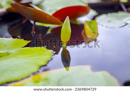 A lotus bud emerges on the surface of the water and there is a shadow of a lotus bud in the water. In the lotus basin there are many lotus leaves. It is a very beautiful picture of nature.