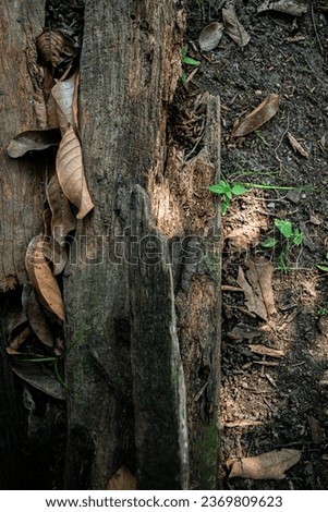 The trunk of the tree measures about 10 cm in diameter and 20 cm in height. It has a rough and porous texture. There are several small holes in the tree trunk, possibly traces of insect infestation. Royalty-Free Stock Photo #2369809623