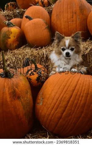 a long haired chihuahua stands on a large pumpkin on hay bales in the Autumn
