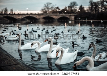 Swan in the pond of Hyde park in winter, London, UK Royalty-Free Stock Photo #2369827451