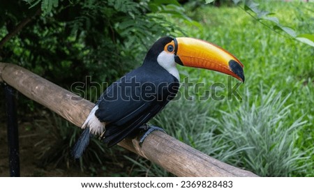 A bright colorful Big Toucan Ramphastos toco sits on a perch in a tropical park. Black and white plumage, huge orange beak, blue eye. Side view. Close-up. Bird Park. Brazil. Foz do Iguazu  
