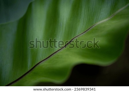Beautiful banana leaves texture background. High quality photo