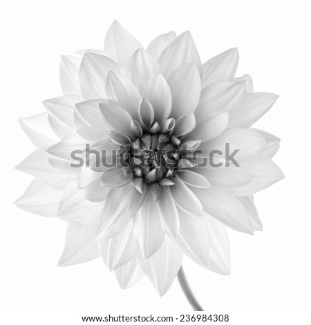 black and white flower 