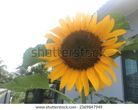 Sunflower picture in someone’s backyard