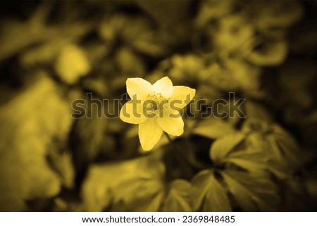 Blooming flower, flowering plant, floral image, yellow color, natural background for text