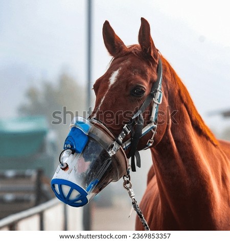 Horse head portraits with inhalation mask, photo from diagonally in front. Royalty-Free Stock Photo #2369853357