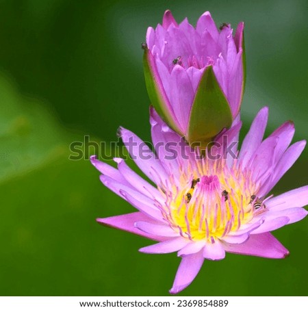 lotus flower picture
pink lotus green background