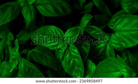 tropical background leaf wallaper green