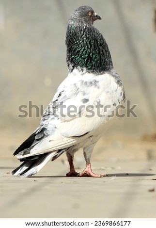 This is a pigeon Bird picture 
